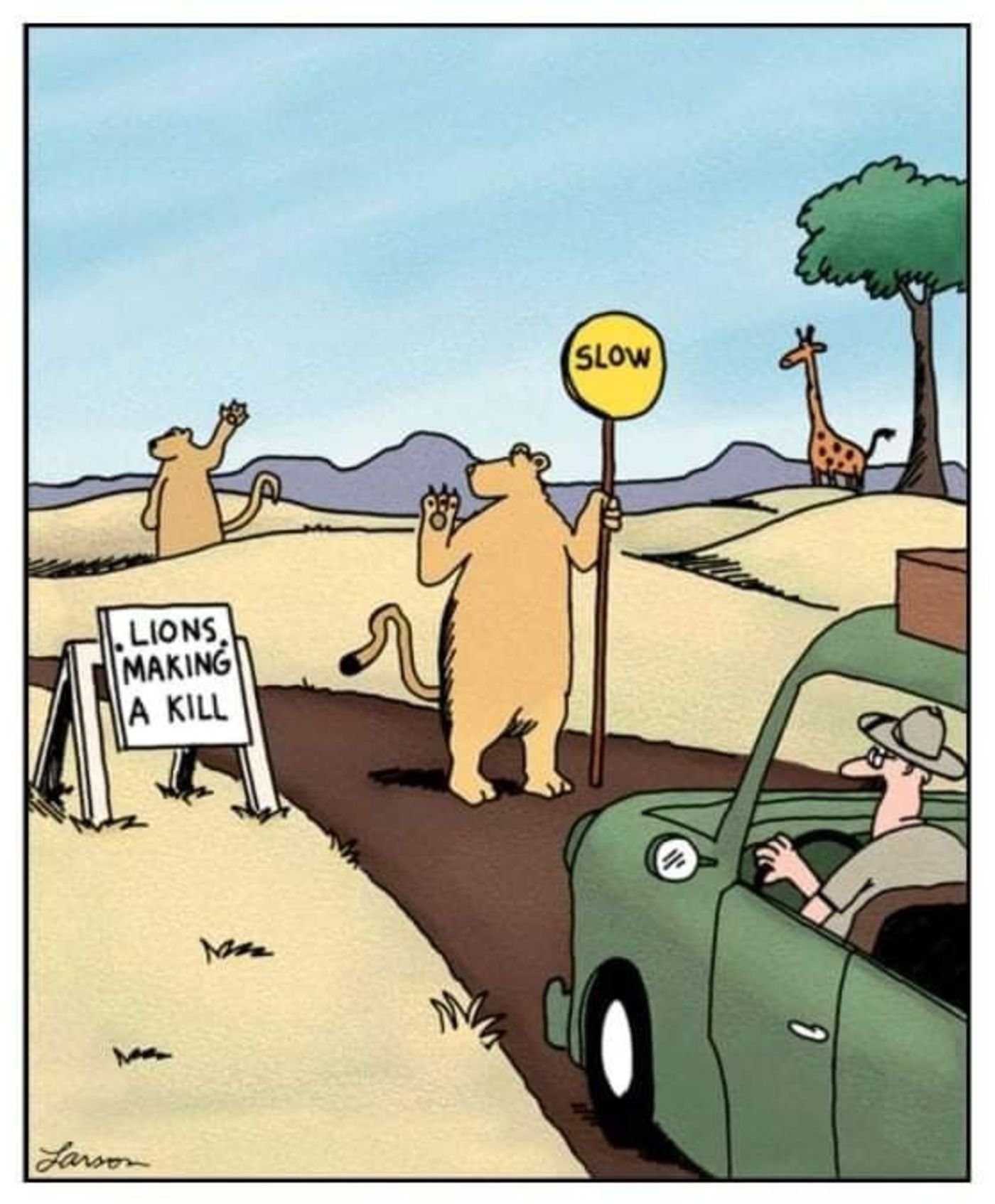 The Far Side, lions stopping traffic for a kill.