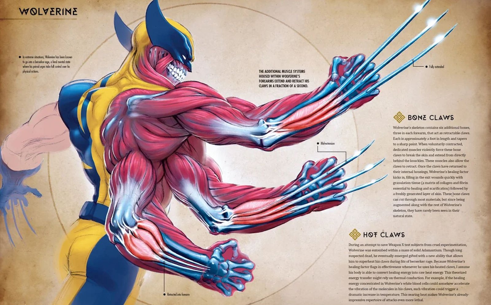 Muscular Diagram of Wolverine's Claws in Marvel Anatomy Book