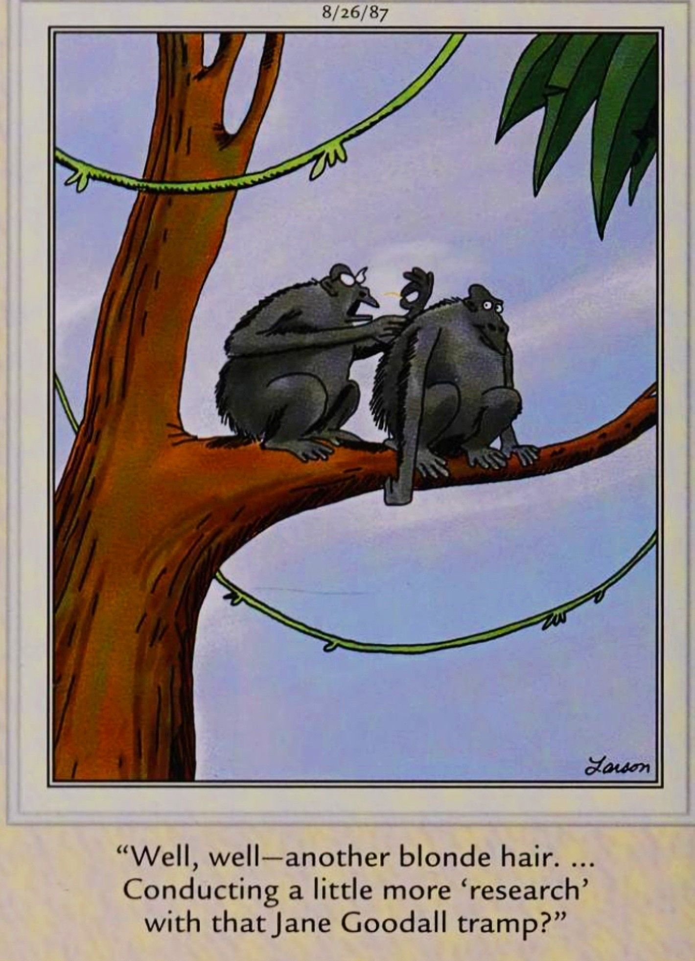 Far Side, August 26, 1987, a gorilla wife calls Jane Goodall a 'tramp'