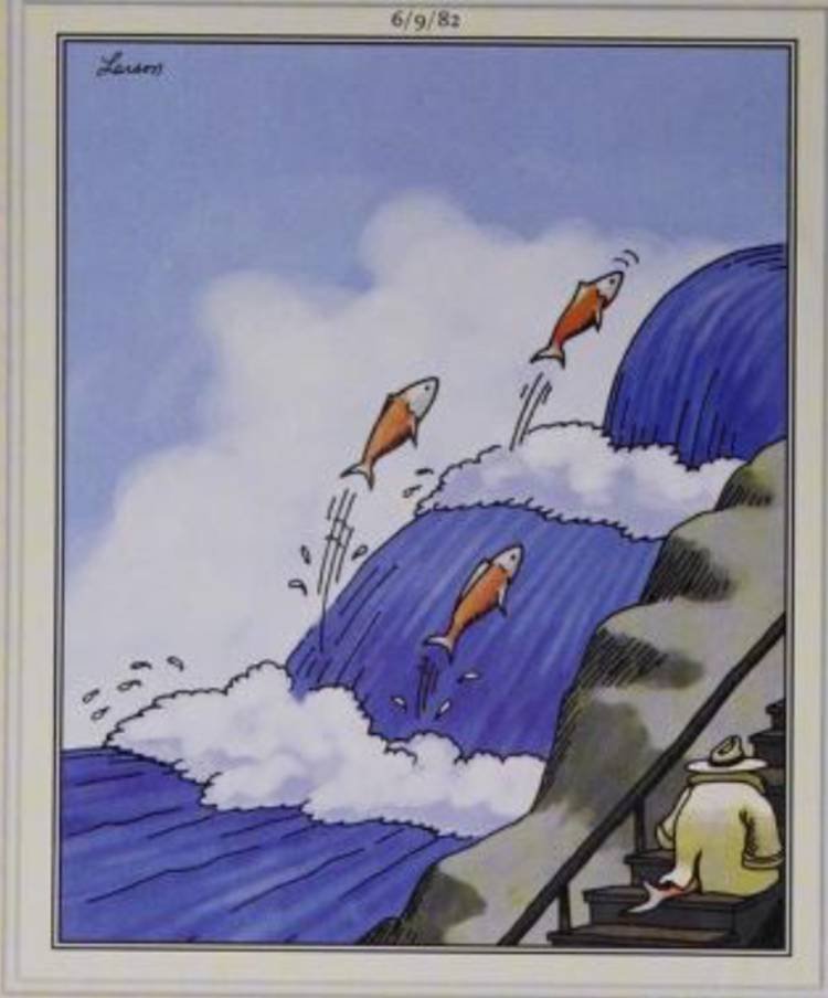 Far Side, June 9, 1982, a salmon taking the stairs upstream