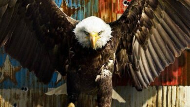 Comparing the DCU's Top Animal Sidekicks