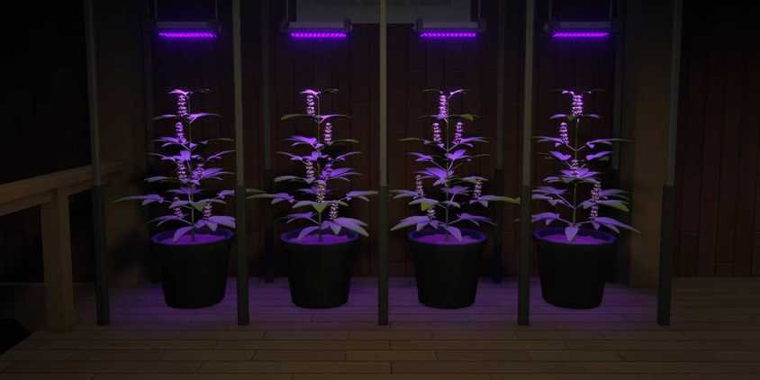 Schedule 1 OG Kush plants growing basic drug product under ultraviolet lamps